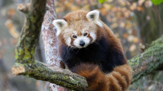 Rotes Panda Weibchen im Tiergarten Schönbrunn verstorben