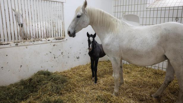 In einem Stall stehen eine weiße Stute und ein dunkles Fohlen auf Stroh.