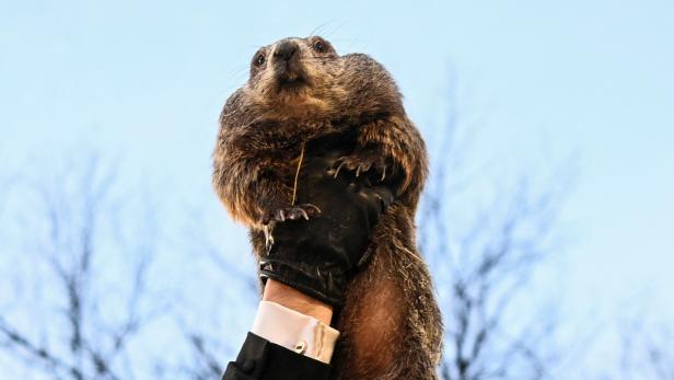 Ein Murmeltier wird von einer Person mit schwarzem Handschuh vor einem hellen Himmel hochgehalten.