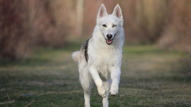 Weißer Husky Australian Sheperd Mischling Bailey