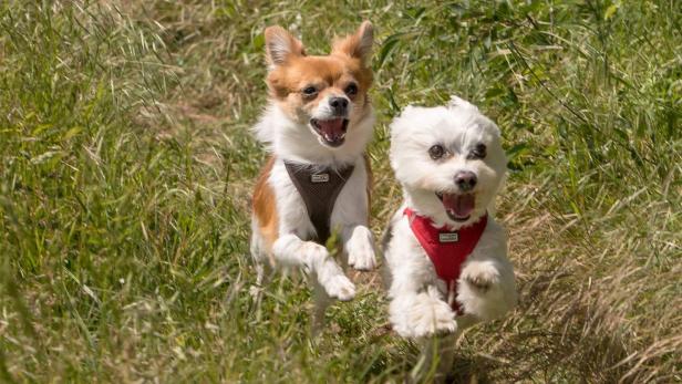 Bella (l.) und Snoopy