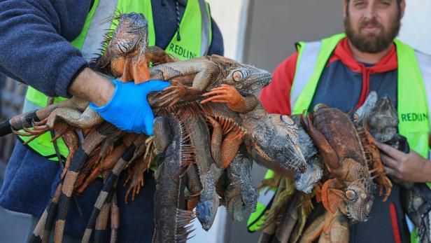 Zwei Personen in Warnwesten halten mehrere große Leguane in den Armen.