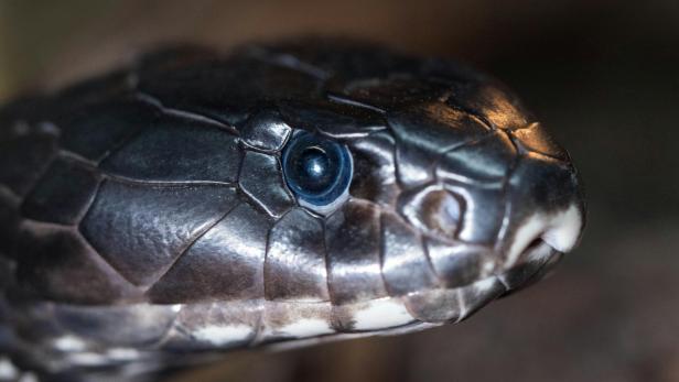 Nahaufnahme schwarze Schlange