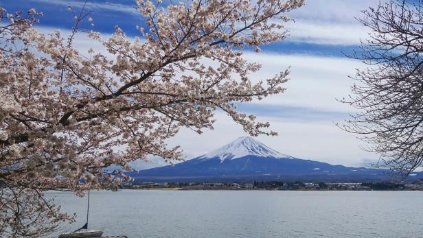 Kirschblüten mit Blick auf den Berg Fuji.