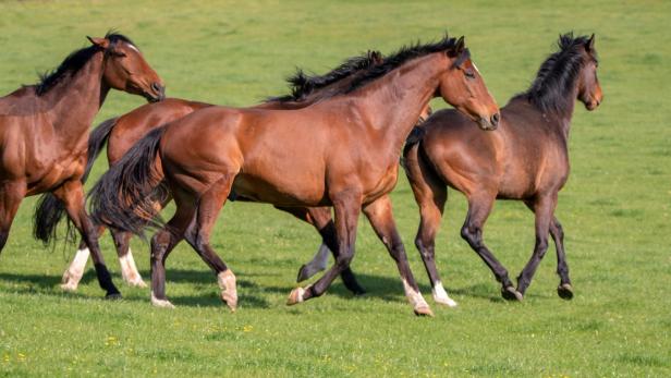 Drei braune Pferde laufen gemeinsam über eine grüne Wiese.