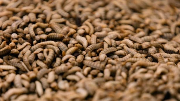 Zahlreiche Fliegenmaden in einem Behälter