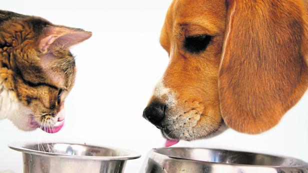 Das Bild zeigt die Köpfe einer Katze und eines Hundes, die sich beide über noch leere Futternäpfe beugen, in Erwartung einer baldigen Mahlzeit.