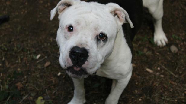 Ein weiß-schwarzer Hund mit kräftigem Körperbau steht auf Waldboden und blickt nach oben.