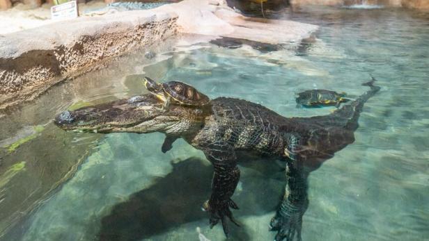 Eine Schildkröte sitzt auf dem Kopf eines Krokodils, beide befinden sich in einem klaren Wasserbecken mit tropischen Pflanzen.