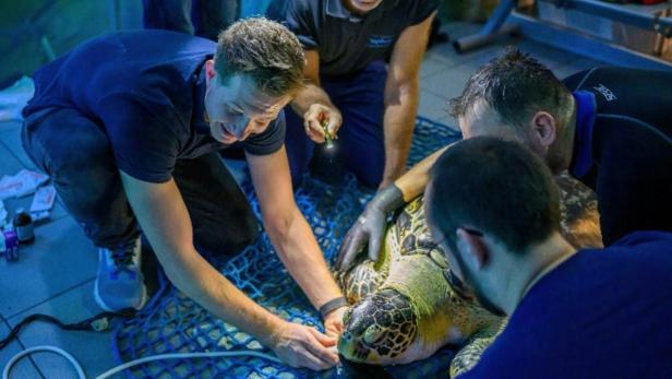 Ärzte behandeln Schildkröte
