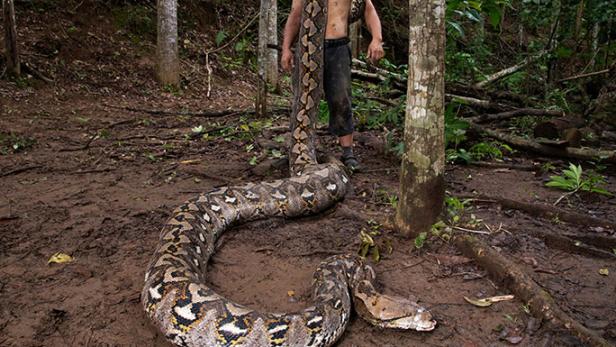 Der 7,22 Meter lange Python zusammen mit dem lokalen Schlangenschützer Budi Purwanto