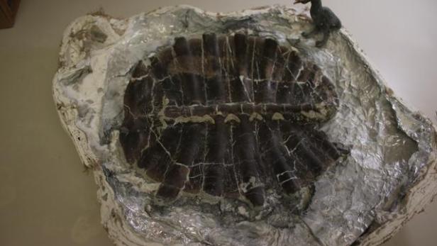Der nahezu vollständige, 48 Millionen Jahre alte Schildkrötenpanzer „Little Timmy“, entdeckt von Touren Pope in Wyoming, liegt freigelegt auf einer Ausgrabungsunterlage.