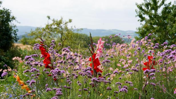 Wildblumen in der Sonne. 
