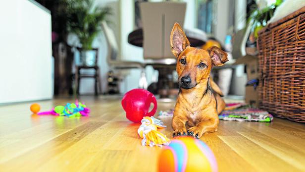 Ein Hund liegt aufmerksam zwischen Spielbällen.