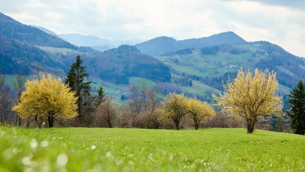 Eine Aufnahme vom Pielachtal und blühenden Dirndl-Sträuchern.