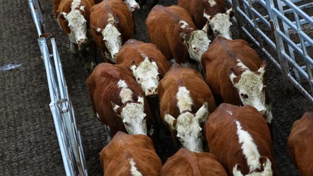 EU-Mercosur: Österreich in der Schnitzel-Falle