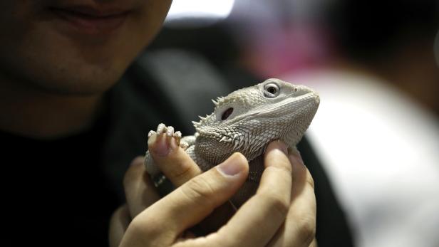 Pet Expo Thailand 2025 in Bangkok