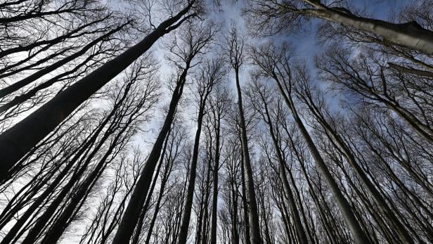 Bäume im Wienerwald.