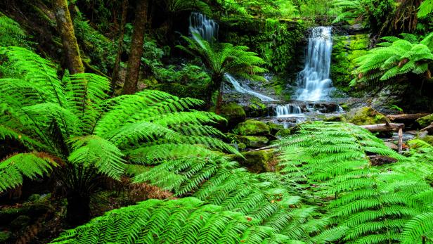 Die "Horseshoe Falls"-Wasserfälle im "Mt.-Field-Nationalpark" in Tasmanien