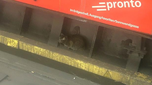 Katze im Gleisbereich der U1 am Südtiroler Platz