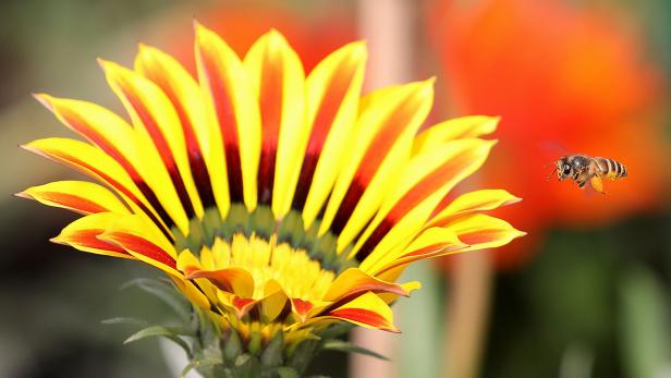 India flower show near New Delhi
