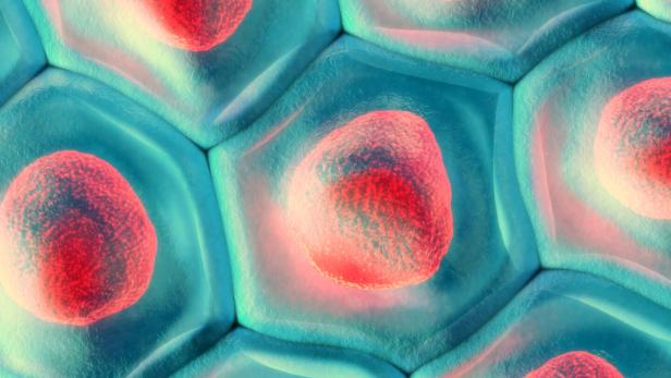 Das Bild zeigt Körperzellen, die Zellkerne sind rot, die Zellhüllen blau eingefärbt.