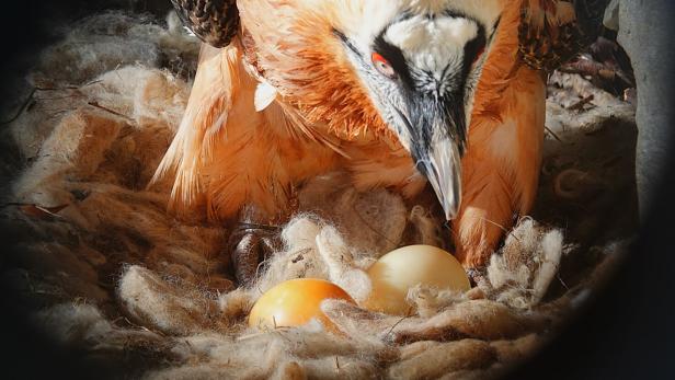 Bartgeier bekamen Ei-Attrappe untergeschoben