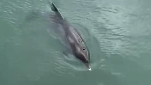 Ein Delfin schwimmt knapp unter der Wasseroberfläche.