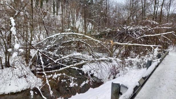 Ein umgestürzter Baum liegt verschneit über einem Bach neben einer schneebedeckten Straße mit Leitplanke.
