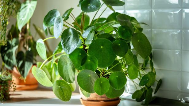 Die Topfpflanze Pilea peperomioides in einem Terrakotta-Topf in der Küche. 