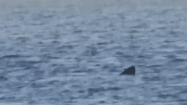 Haiflosse ragt aus dem Wasser