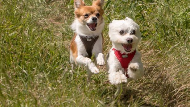 Hunde, Attacke, Quellenstraße, Favoriten