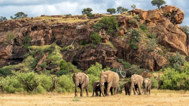 Elephant herd in Mashatu Game Reserve