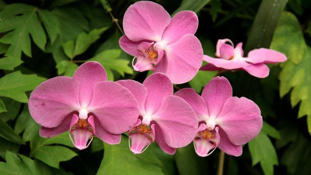 Mehrere rosa Orchideenblüten vor grünem Blattwerk.