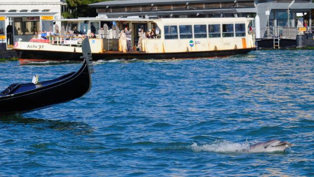 A dolphin nicknamed 'Mimmo' swims in the San Marco Basin, amid growing concerns about the impact of tourism on marine life, in Venice