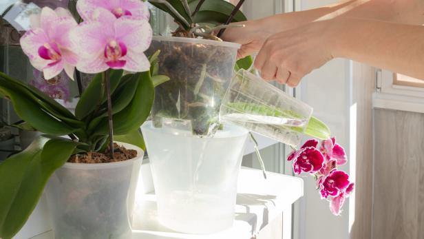 Eine Person tunkt Orchideen in durchsichtigen Töpfen auf einer Fensterbank mit einem Messbecher.