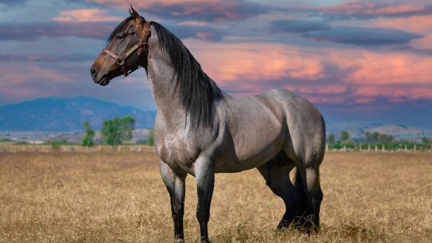 Ein kräftiges Pferd steht auf einer Weide vor einer malerischen Bergkulisse bei Sonnenuntergang.