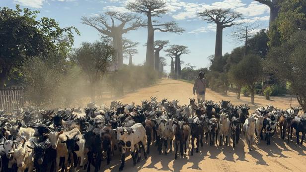 Eine große Ziegenherde wird von einer Person auf einer staubigen Straße zwischen Baobab-Bäumen geführt.