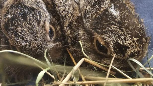 Zwei Feldhasenbabys liegen auf Stroh und einer Decke.