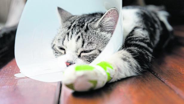 Eine Katze mit bandgiertem Vorderfuß und Schutztrichter liegt auf dem Boden.