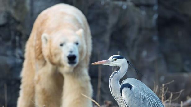 Ein Eisbär und ein Reiher stehen in der Schönbrunner Polar-Anlage.