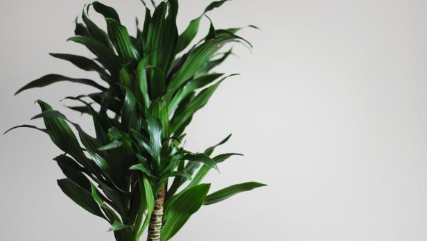 Close up of dracaena fragrans home plant. Minimal style design on empty white wall background. Empty place your text