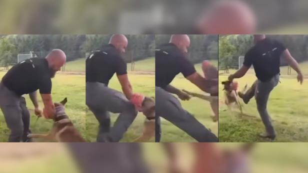 Screenshots aus einem Video in dem ein Mann mit einem Hund interagiert.