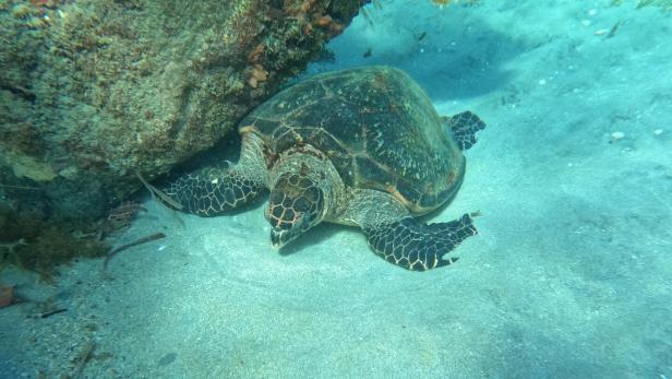 Eine Meeresschildkröte liegt auf sandigem Meeresboden neben einem Felsen unter Wasser.