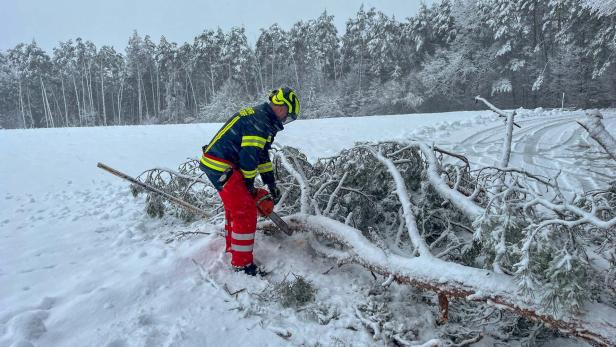 Bäume fallen wegen des schweren Schnees um