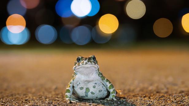 ++ HANDOUT ++ TIERGARTEN SCHÖNBRUNN STARTET WECHSELKRÖTENPROJEKT