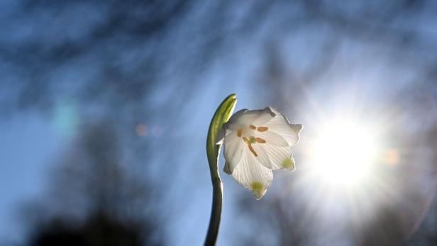 ++ THEMENBILD ++ FRÜHLING / WETTER / KLIMA / BLÜTEN