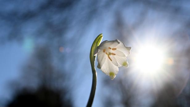 ++ THEMENBILD ++ FRÜHLING / WETTER / KLIMA / BLÜTEN