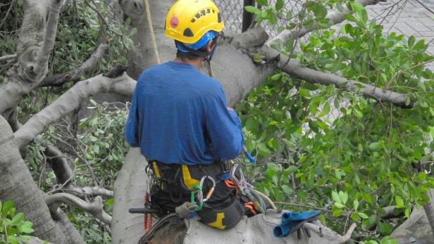 Mann mit einem blauen Shirt und gelben Helm sitzt in einem Baum 