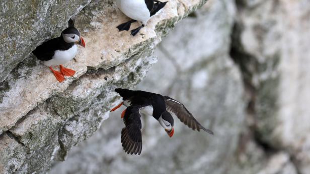 World Wildlife Day on 03 March